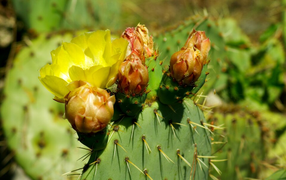 Quills thorns flower
