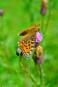 DAM2020 - Argynnis niobe