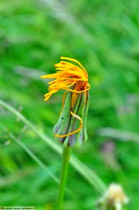 DAM1540 - Barba di becco (Tragopogon pratensis L.)