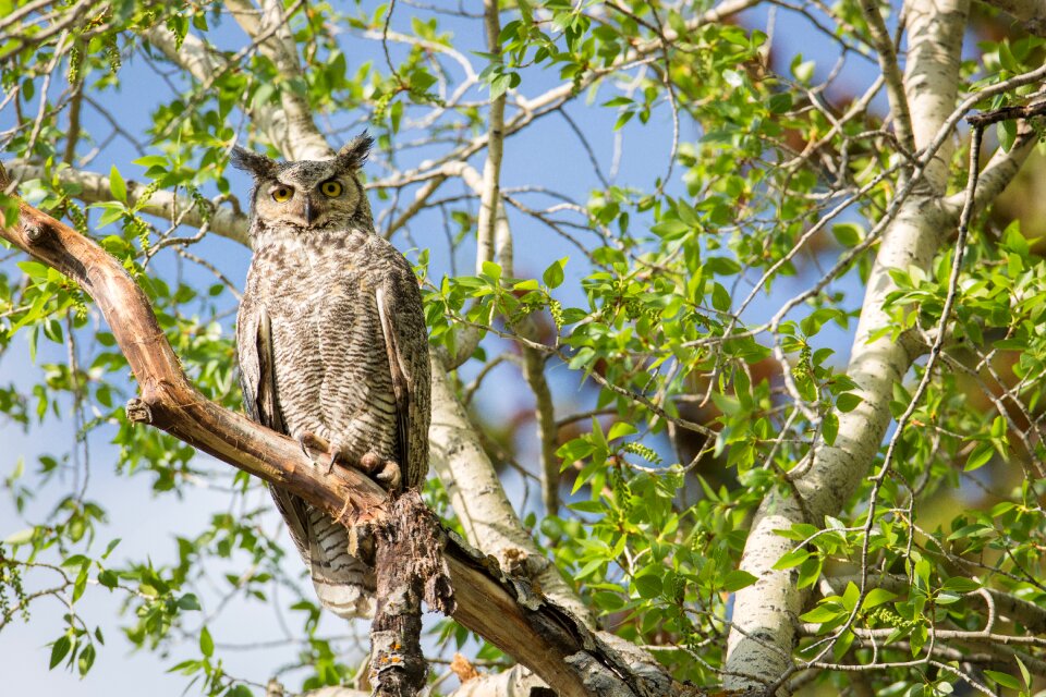 Wildlife perched raptor