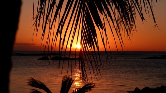 Sunset palm trees sea photo