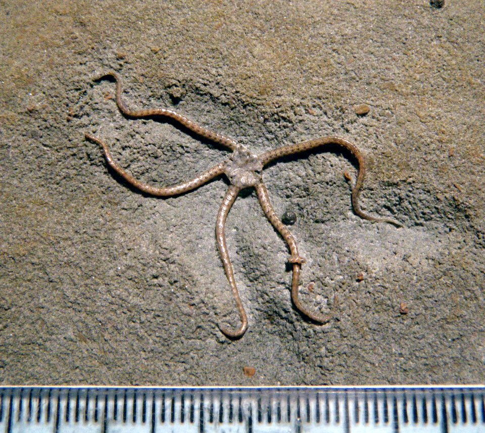 Ophioderma tenuibrachiata?