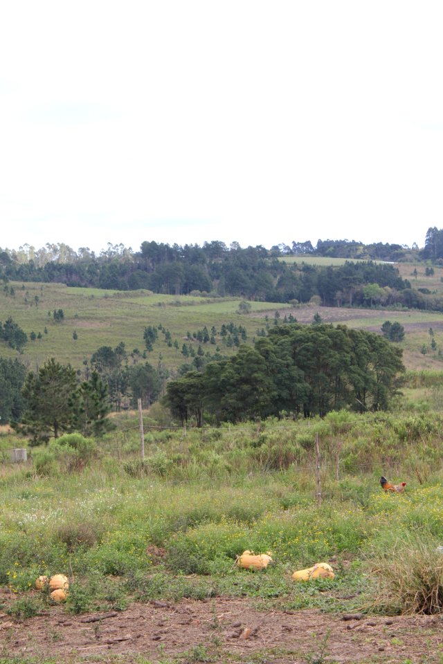 Caminhada na Natureza