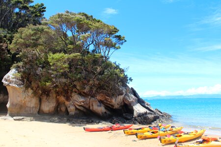 Trees azure blue sea