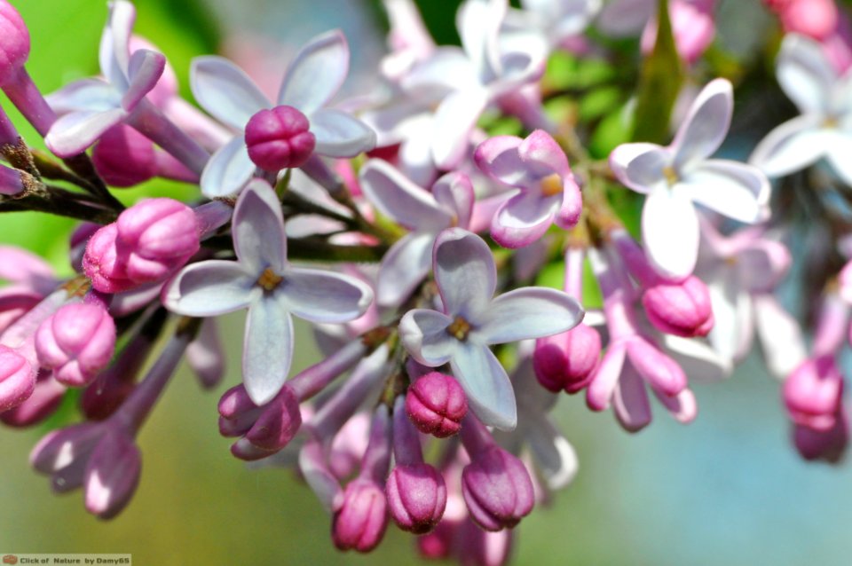 DAM1729 - Lilla (Syringa vulgaris)