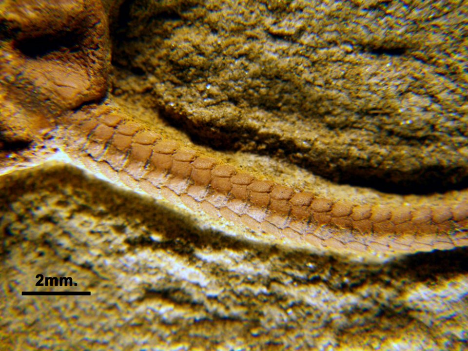 Ophioderma egertoni?