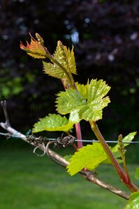Wine vines plant photo