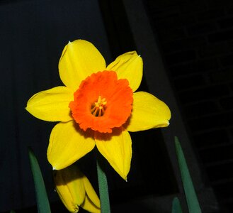 Bloom flower spring