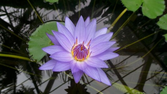 Nature purple feather