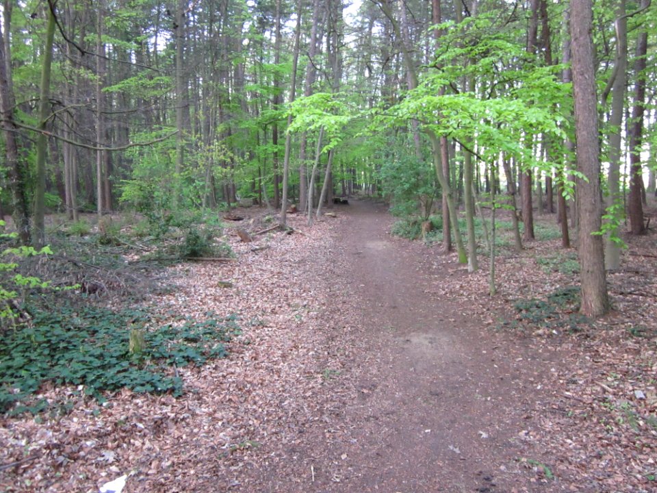 Waldweg in Herten
