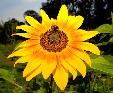 Sunflower close up yellow flower photo