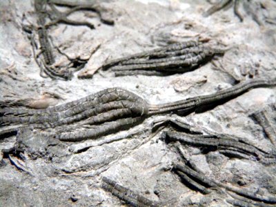 Balanocrinus gracilis and Palaeocoma milleri?
