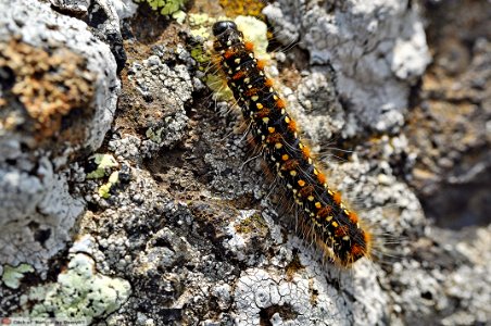 DAM1559 - Bruco di Eriogaster arbusculae (FREYER, 1849)
