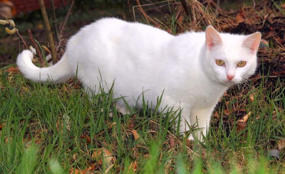 Mieze domestic cat catch
