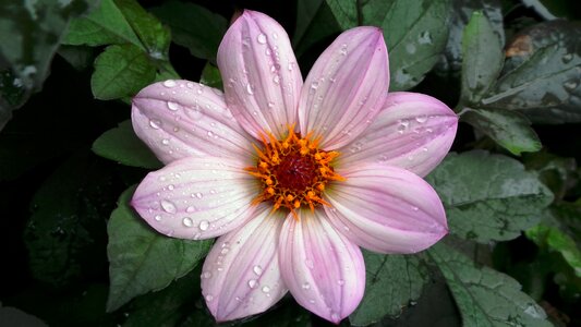 Pink purple flowers