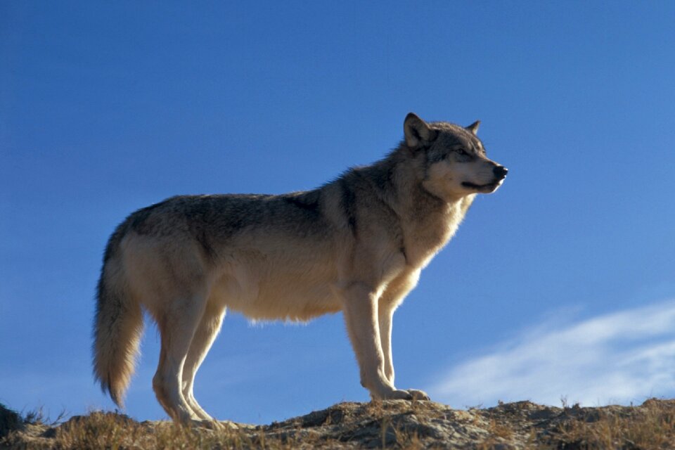 Predator lupus gray