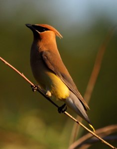 Cedar Waxwing. Explored. photo