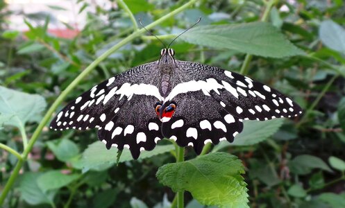 Nature wing black