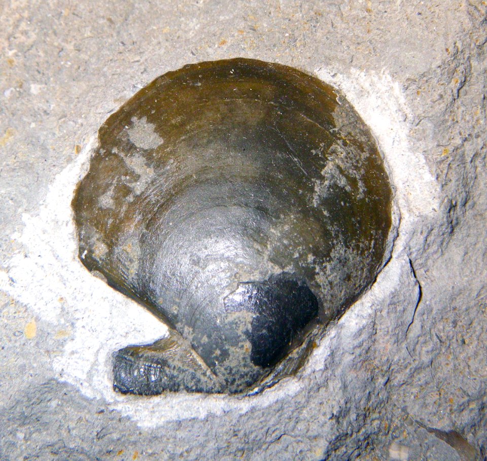 Scallop