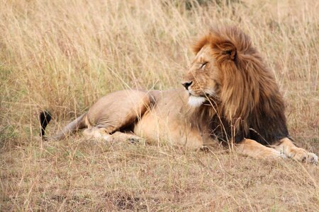 Serengeti safari nature photo
