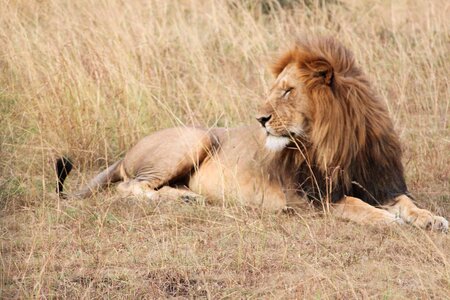 Serengeti safari nature