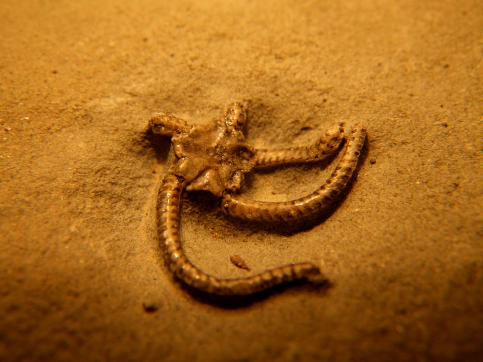 Ophioderma egertoni