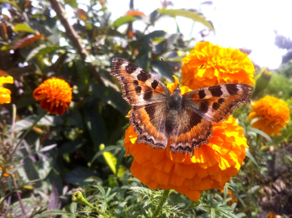Himalayan garden travel
