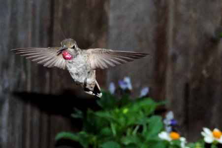 Anna's Hummingbird Spread Wings