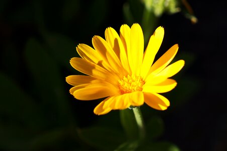 Nature garden yellow flower