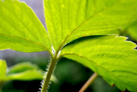 Green nature healthy