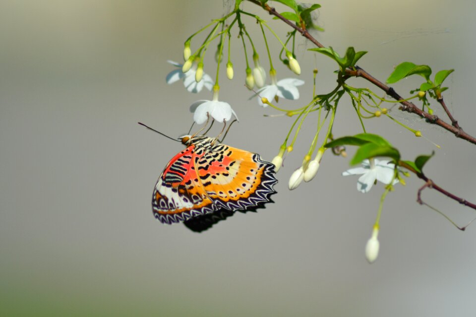 Color nature bug