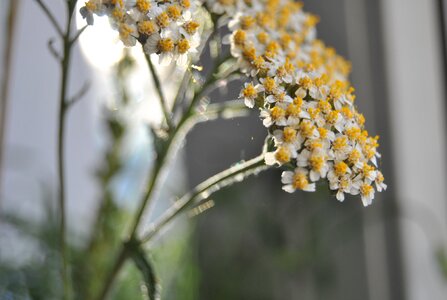 Stomach digestion medicinal plant