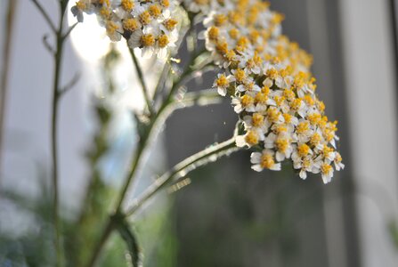 Stomach digestion medicinal plant photo