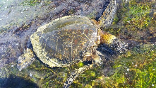 Water turtle sun meeresbewohner