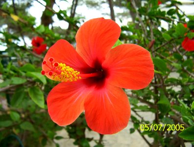 Blume aus Spanien