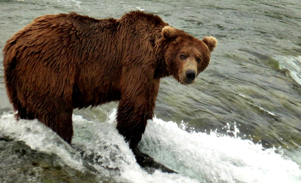 brown-bear-nps-6d855f396f0440b1921788e4e831b429Original