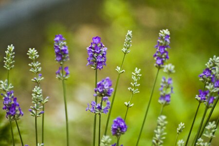Summer purple flower meadow photo