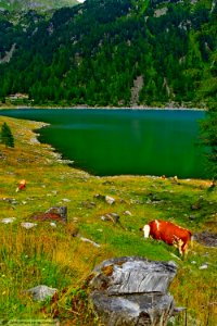 DAM1985 - Lago di Neves