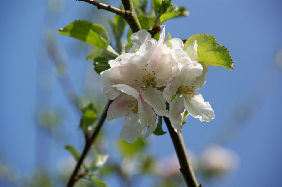 Spring white flower nature