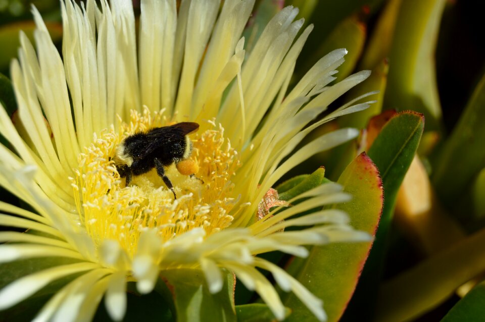 Pollination bumble wild