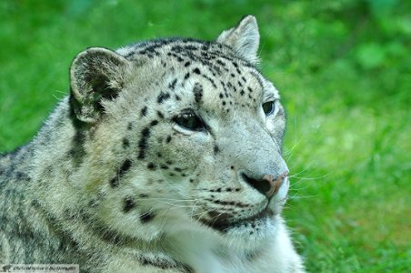 DAM1830 - Leopardo delle Nevi (Panthera uncia)