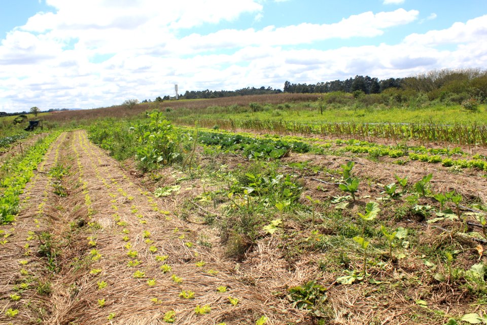 Caminhada na Natureza