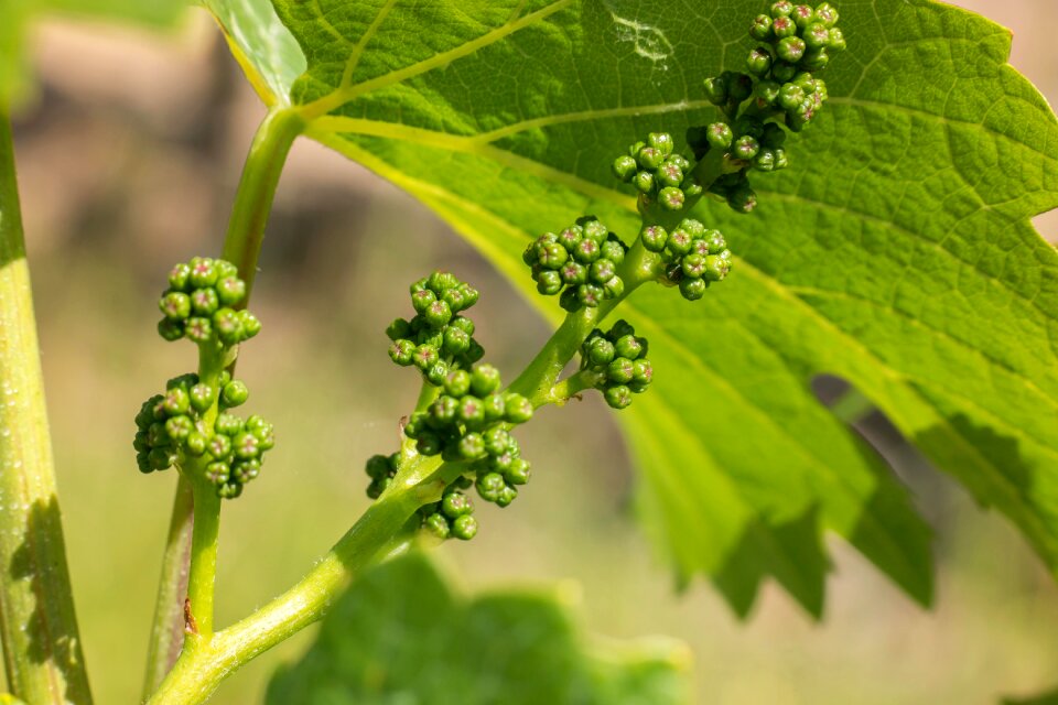 Vineyard winegrowing wine