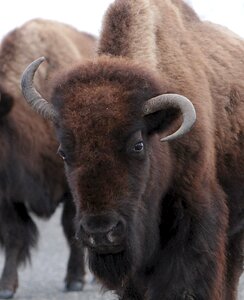 Animal head profile photo