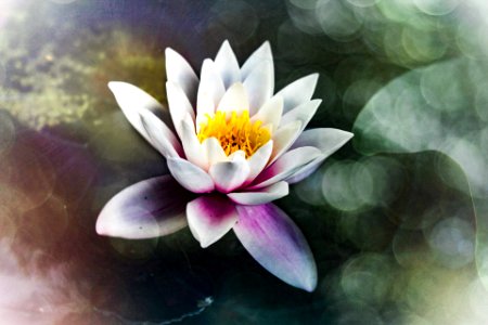 Water Lily photo