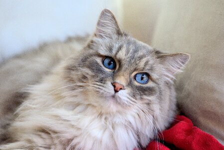 Stubentieger pet blue eye