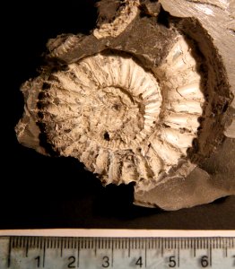 Pavlovia pallasioides