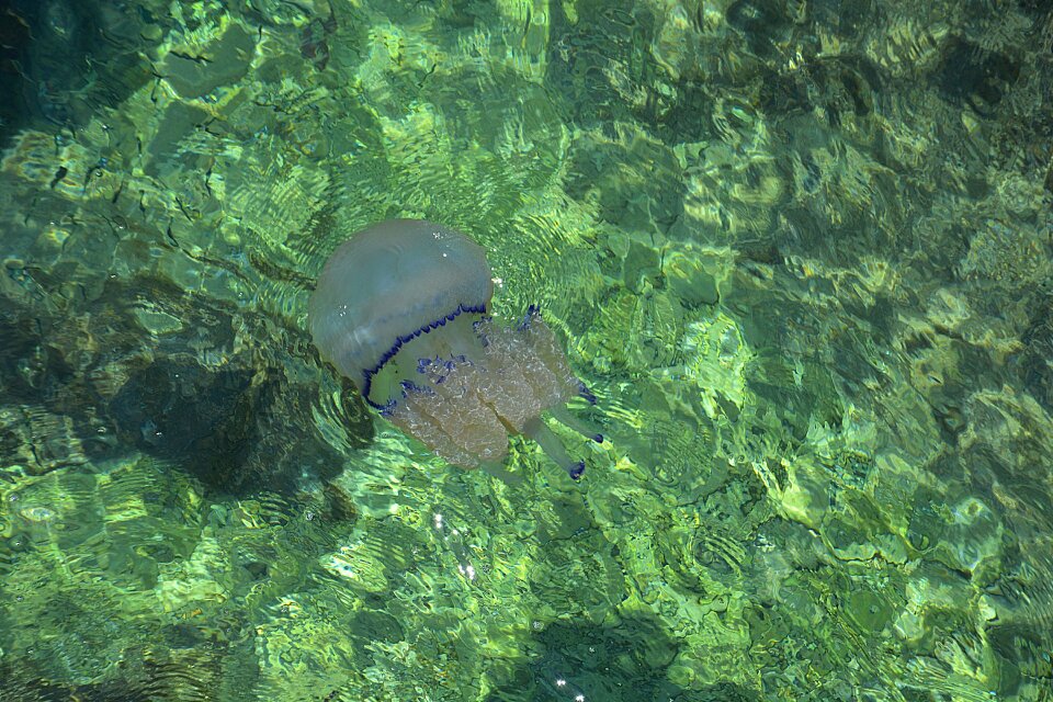 Jellyfish water the nature of the