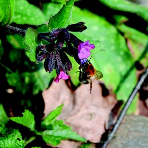 Insect plant close up photo