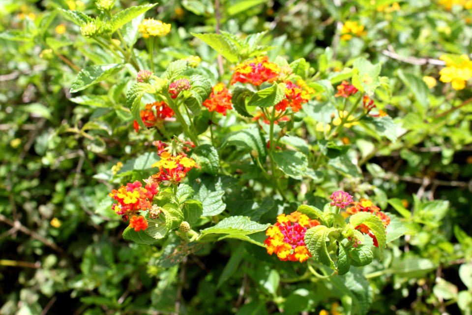 Mago Jardineiro - Aroreira Office
